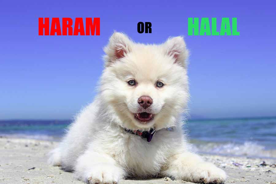 Are Dogs Haram